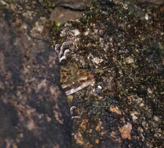 Cyrtodactylus