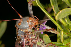 Acanthoplus discoidalis