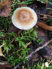 Rhodocollybia asema