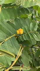 Senna alata