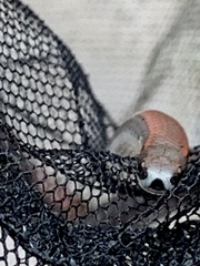 Contia tenuis