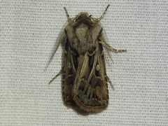 Agrotis gladiaria