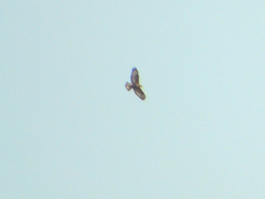 Buteo lagopus