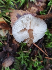 Rhodocollybia asema