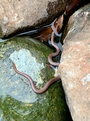 Contia tenuis