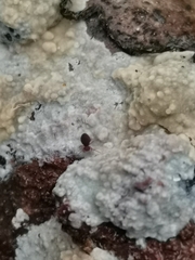 Trichoderma pulvinatum