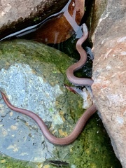 Contia tenuis