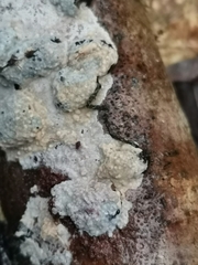 Trichoderma pulvinatum