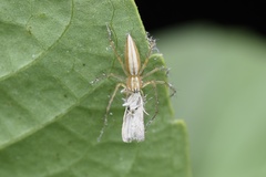 Oxyopes macilentus