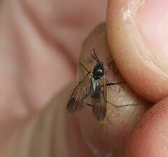 Sciaroidea