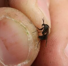 Sciaroidea
