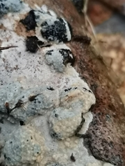 Trichoderma pulvinatum