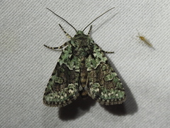 Lacinipolia implicata