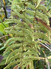 Thelypteris palustris pubescens