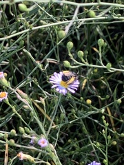 Melissodes dentiventris