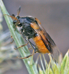 Ripiphorus subdipterus