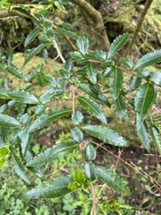 Azara lanceolata