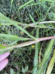 Panicum dichotomiflorum