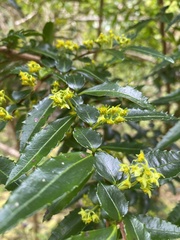 Azara lanceolata
