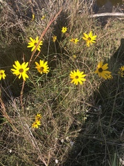 Helianthus angustifolius