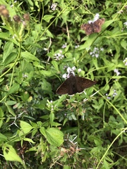 Erynnis funeralis