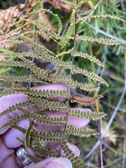 Thelypteris palustris pubescens