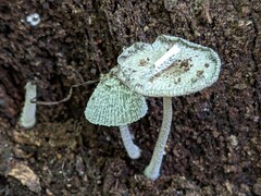 Coprinopsis jonesii