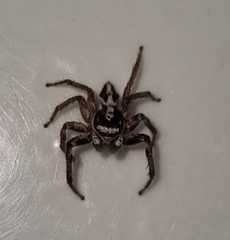 Leptofreya ambigua