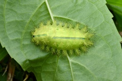 Quasithosea obliquistriga