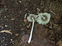 Coprinopsis jonesii