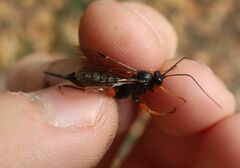Pimpla