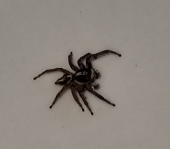 Leptofreya ambigua
