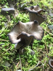 Craterellus foetidus