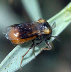 Ripiphorus subdipterus