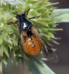 Ripiphorus subdipterus