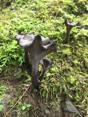 Craterellus foetidus