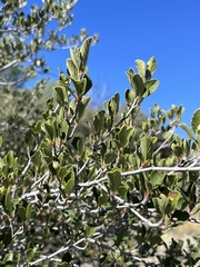 Cercocarpus