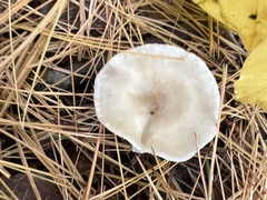 Ampulloclitocybe