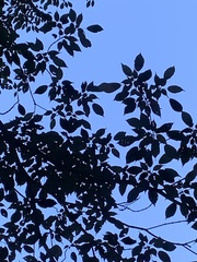 Trochodendron aralioides