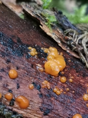 Dacrymyces stillatus