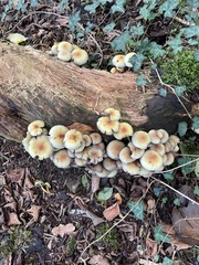 Hypholoma