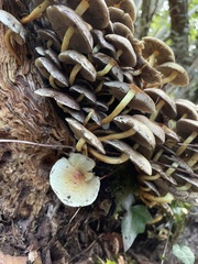 Hypholoma
