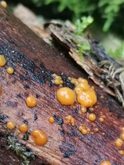 Dacrymyces stillatus