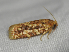 Choristoneura houstonana