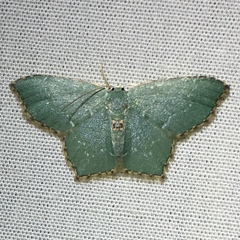 Chloropteryx tepperaria