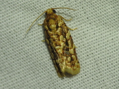 Choristoneura houstonana