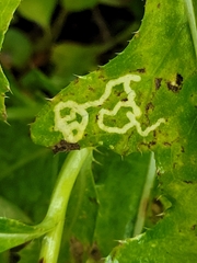 Phytomyza spinaciae