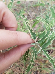 Aphis fabae