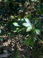 Pieris japonica taiwanensis