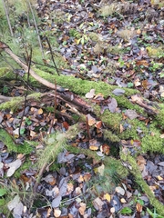 Dacrymyces stillatus